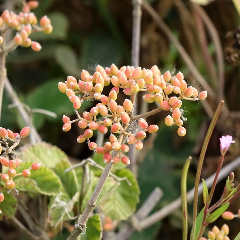 Viburnum dilatatum Michael Dodge (Raccolta)