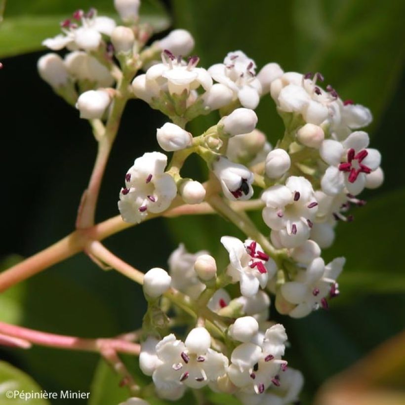 Viburnum Le Bois Marquis (Fioritura)