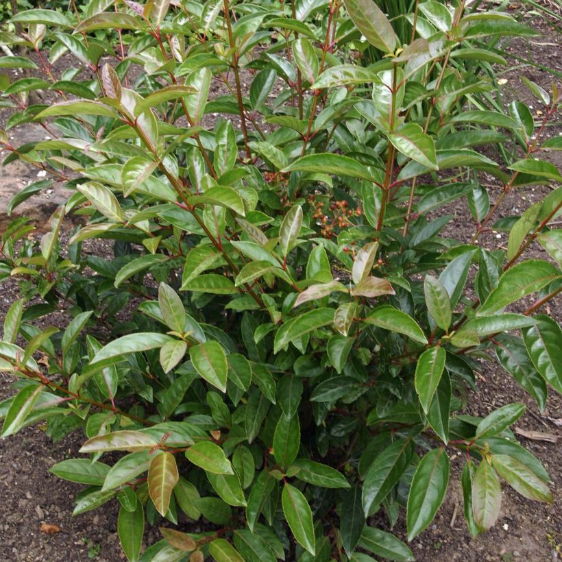 Viburnum Le Bois Marquis (Fogliame)