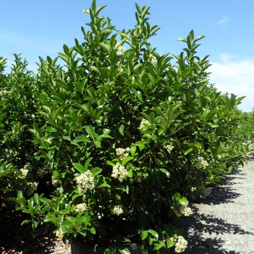 Viburnum lucidum - Viburno lucido (Porto)