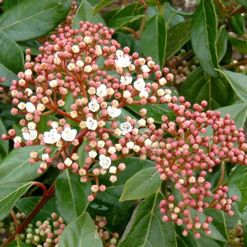 Viburnum lucidum - Viburno lucido (Fioritura)