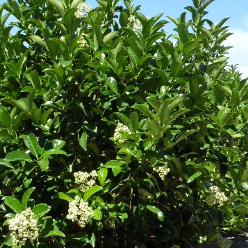 Viburnum lucidum - Viburno lucido (Fogliame)