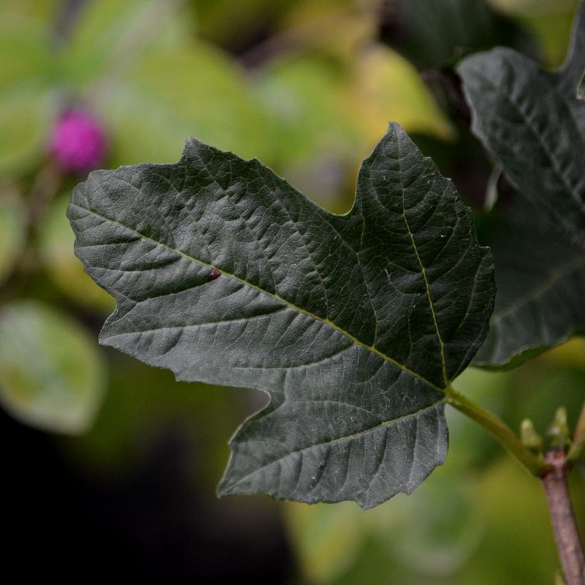 Viburnum opulus Compactum - Oppio (Fogliame)