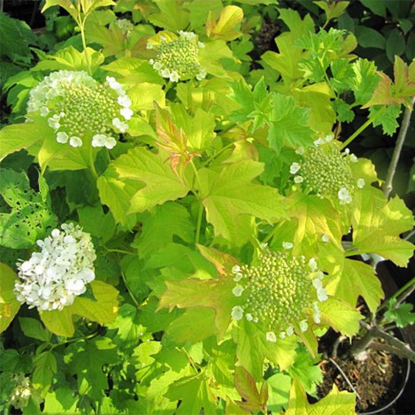 Viburnum opulus Park Harvest - Oppio (Fioritura)