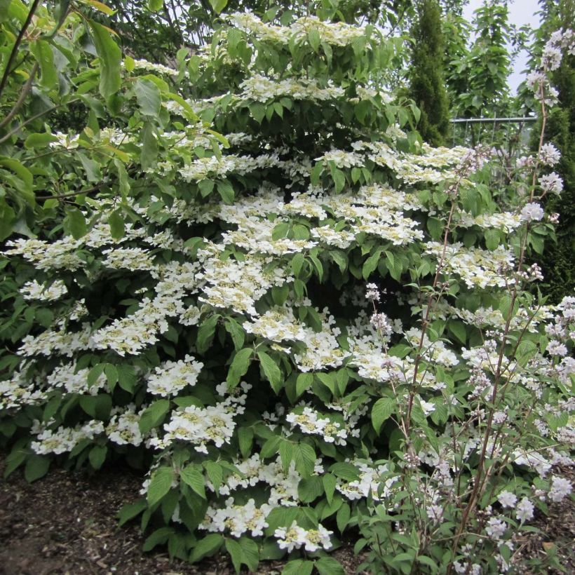 Viburnum plicatum Lanarth (Porto)