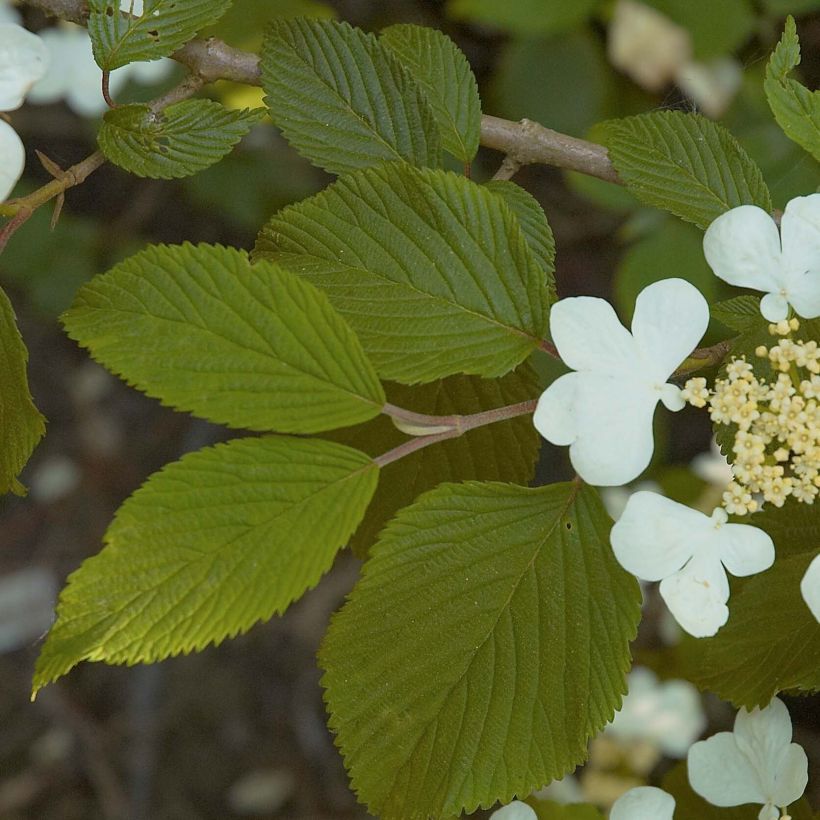 Viburnum plicatum Mariesii (Fogliame)