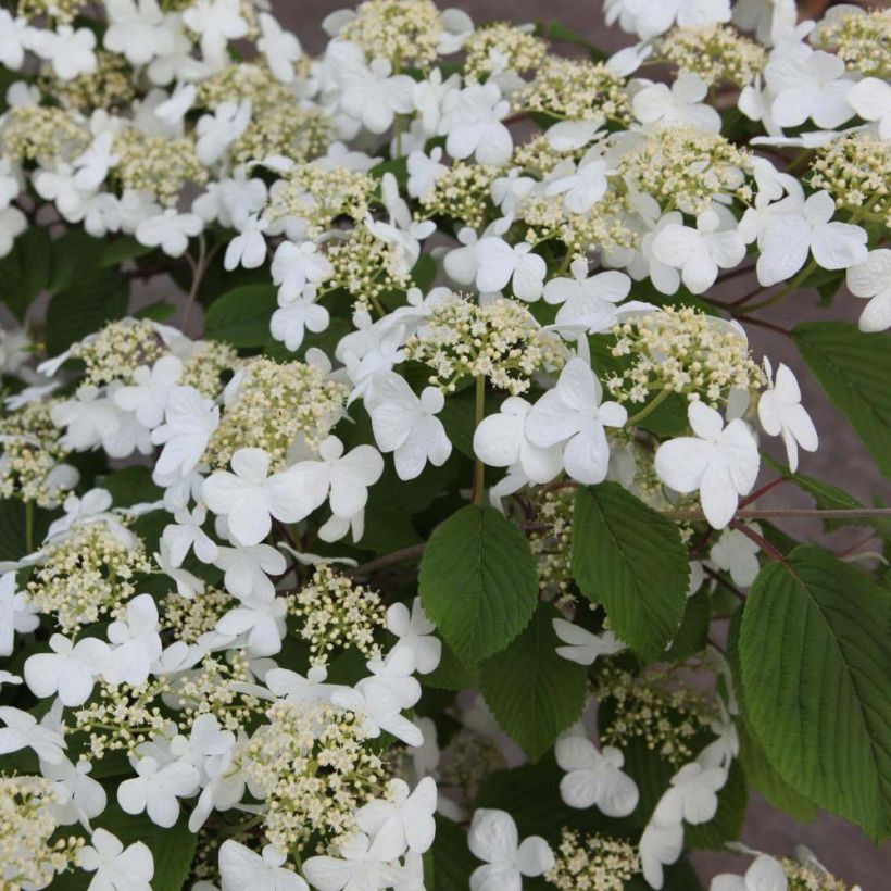 Viburnum plicatum Mariesii (Fioritura)