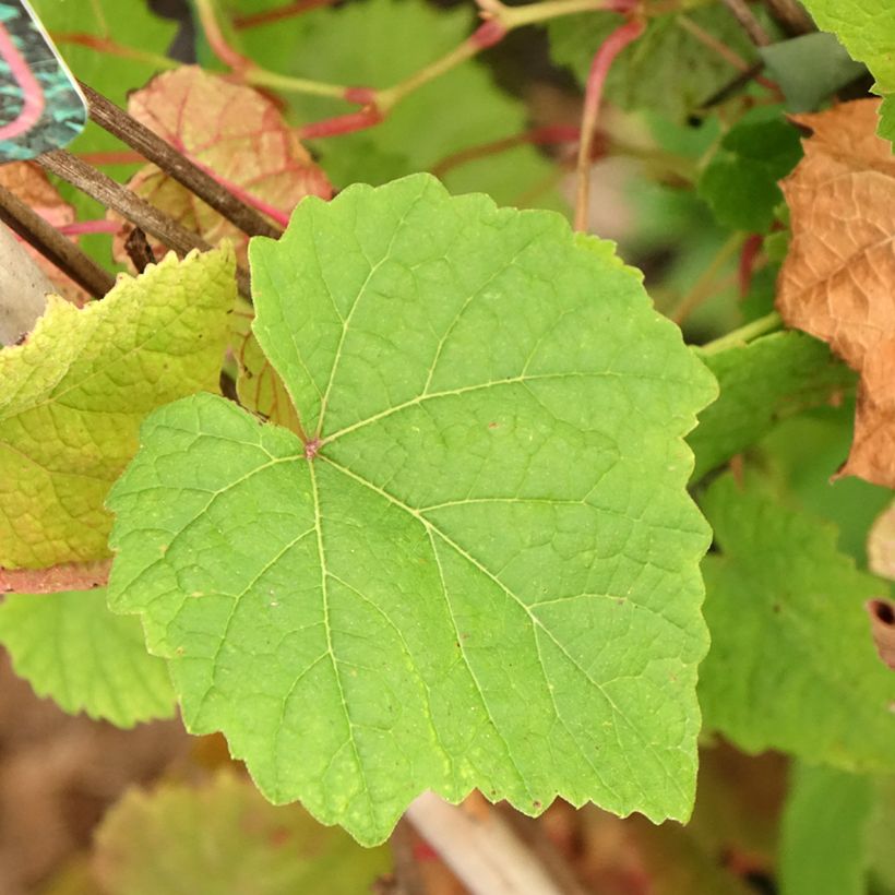 Vitis amurensis Amurensis - Vite dell'Amur (Fogliame)