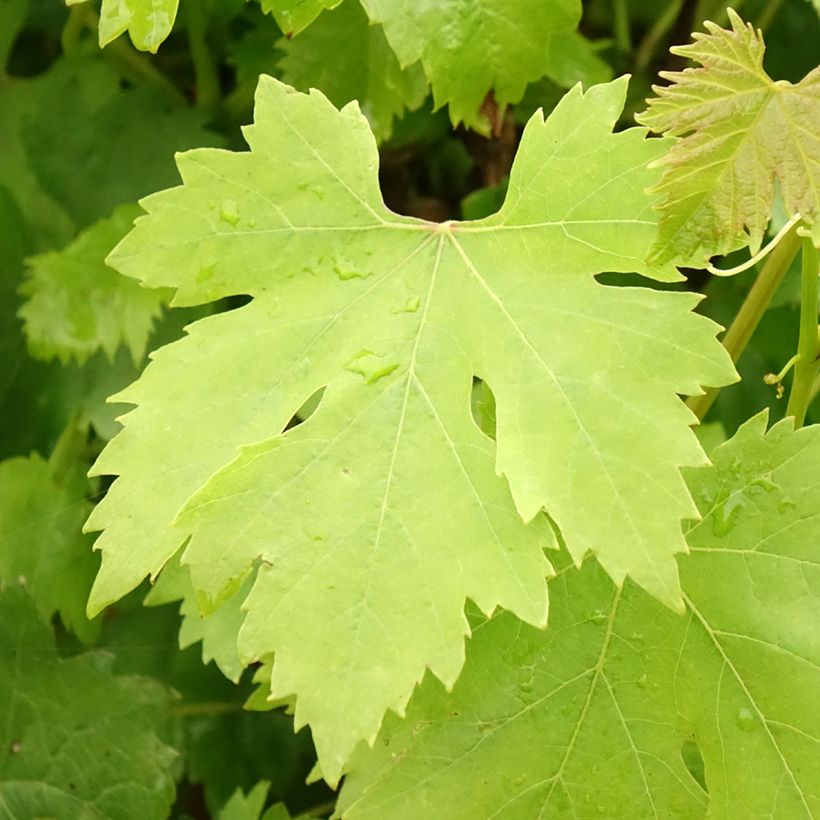 Vite da tavola Cardinal (Fogliame)