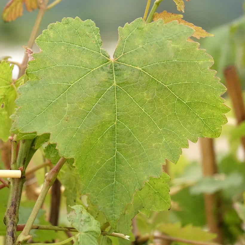 Vite da tavola Chasselas doré (Fogliame)