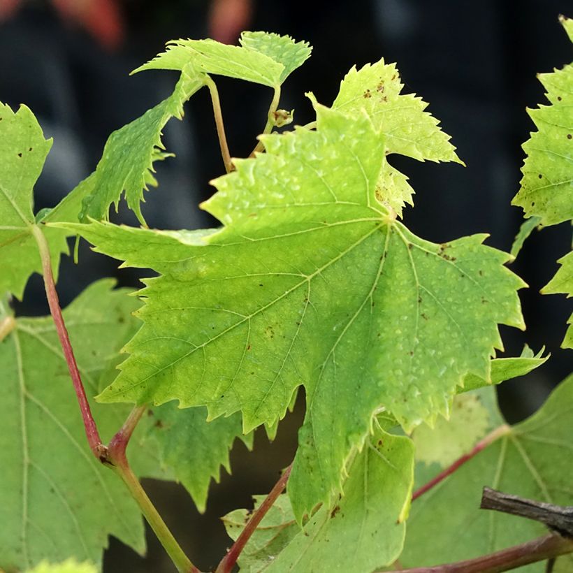 Vite Chasselas De Fontainebleau (Fogliame)