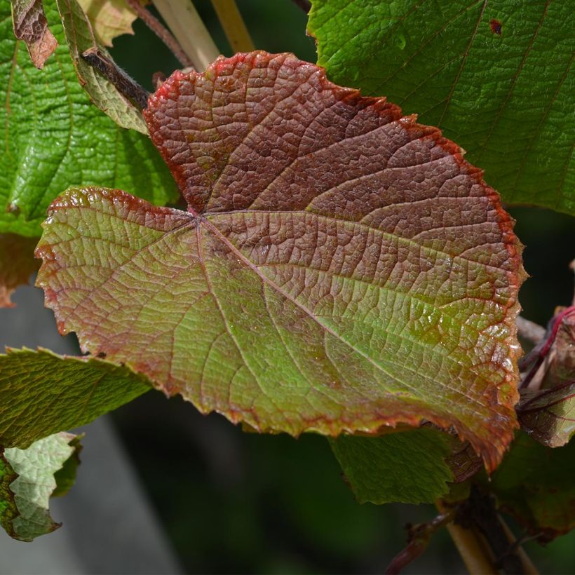 Vitis coignetiae - Vite ornementale (Fogliame)