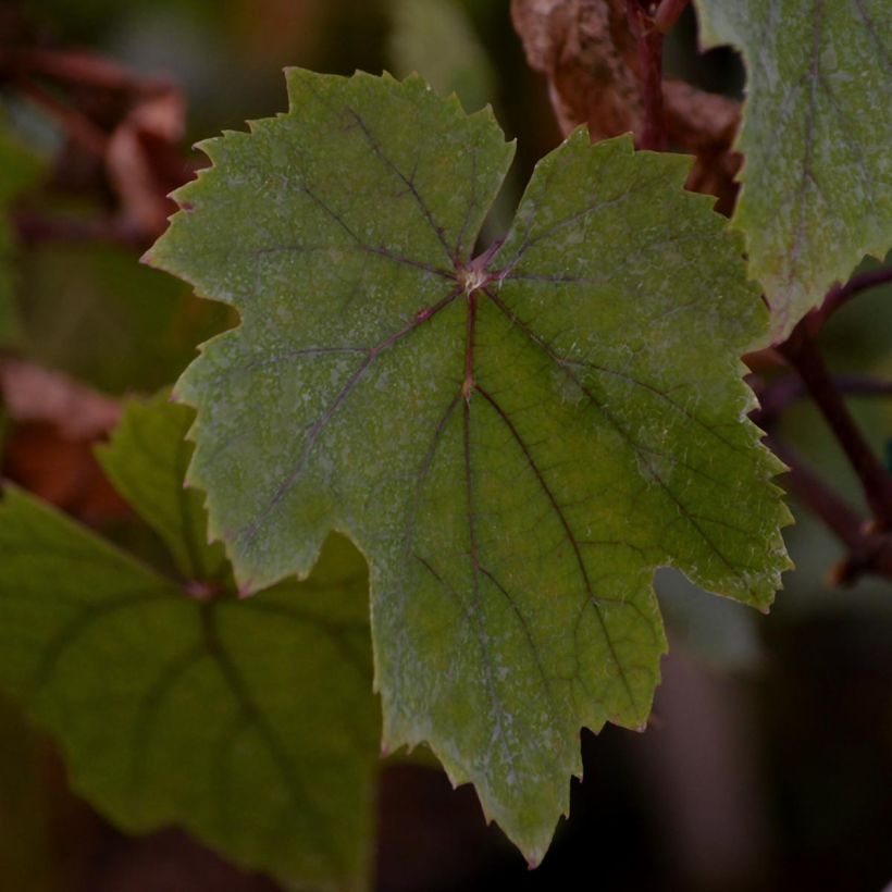 Vite Purpurea (Fogliame)