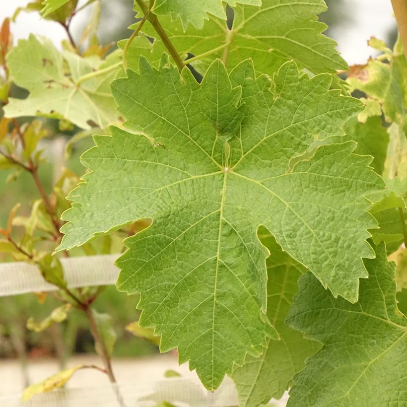 Vite da tavola Lilla (Fogliame)