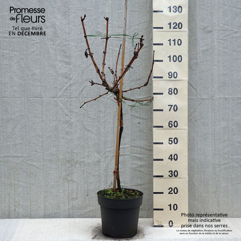 Vigne de table Picurka - Vitis vinifera - Pot de 7,5L/10L esemplare consegnato in inverno