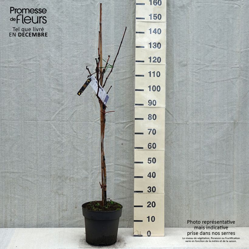 Vigne de table Rhea - Vitis vinifera - Pot de 7,5L/10L esemplare consegnato in inverno