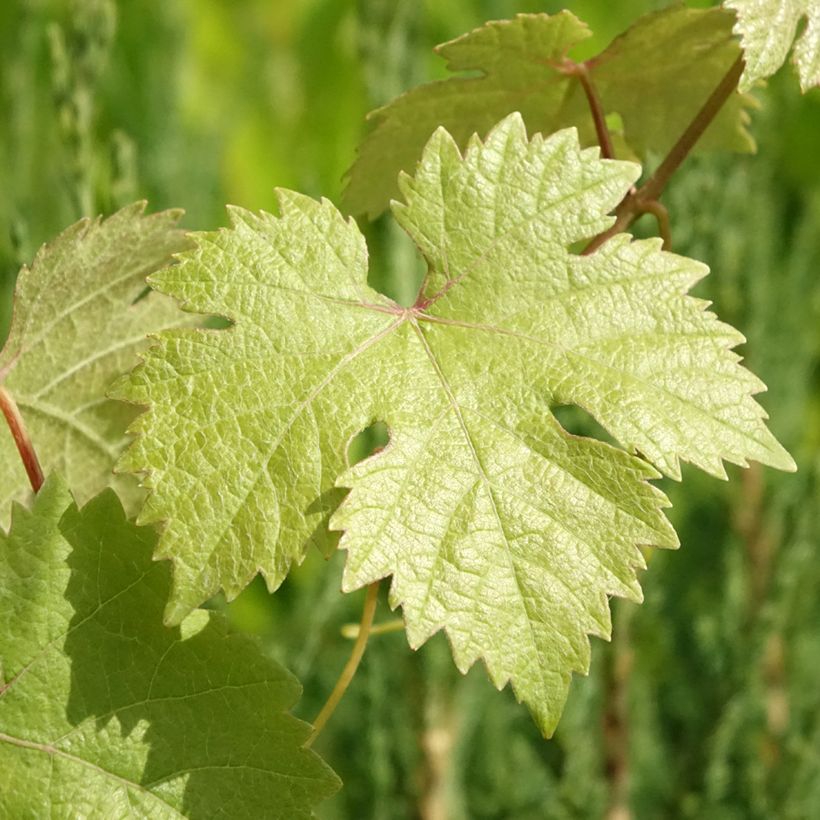 Vite Roi des Précoces (Fogliame)