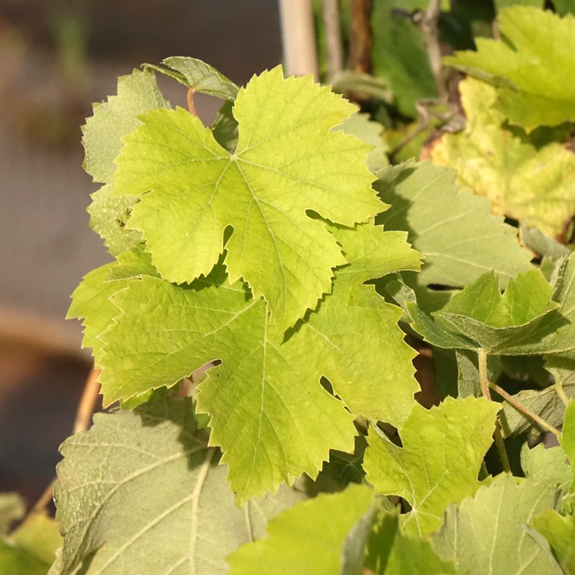 Vite da tavola Delizia di Vaprio (Fogliame)