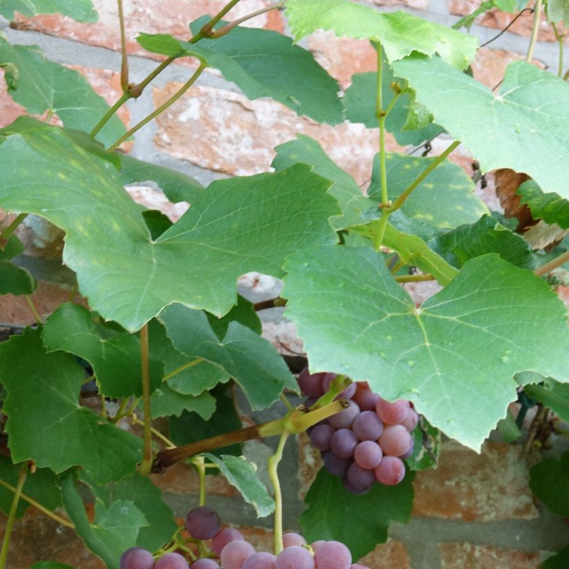 Vitis labrusca x vinifera Fragola Nera - Vite (Fogliame)