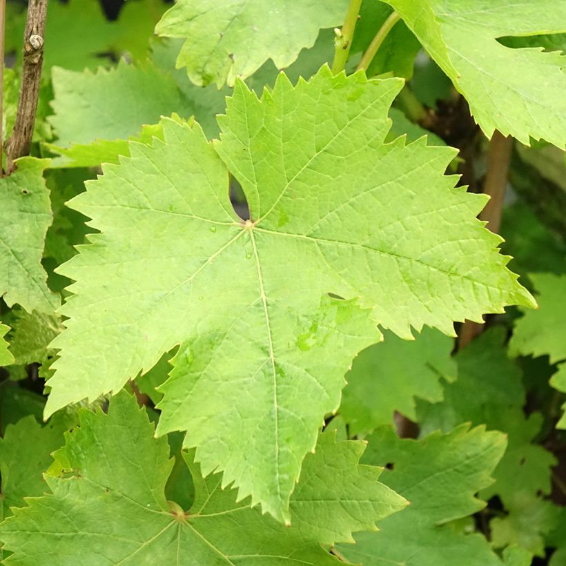 Vite da tavola Muscat d'Alexandrie (Fogliame)