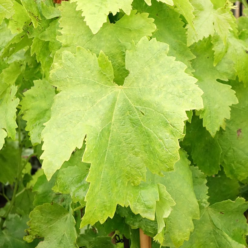 Vite Aperina Rossa (Fogliame)