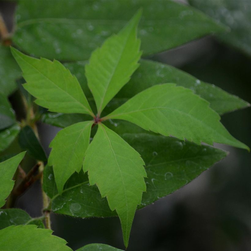 Parthenocissus quinquefolia Engelmannii - Vite americana (Fogliame)