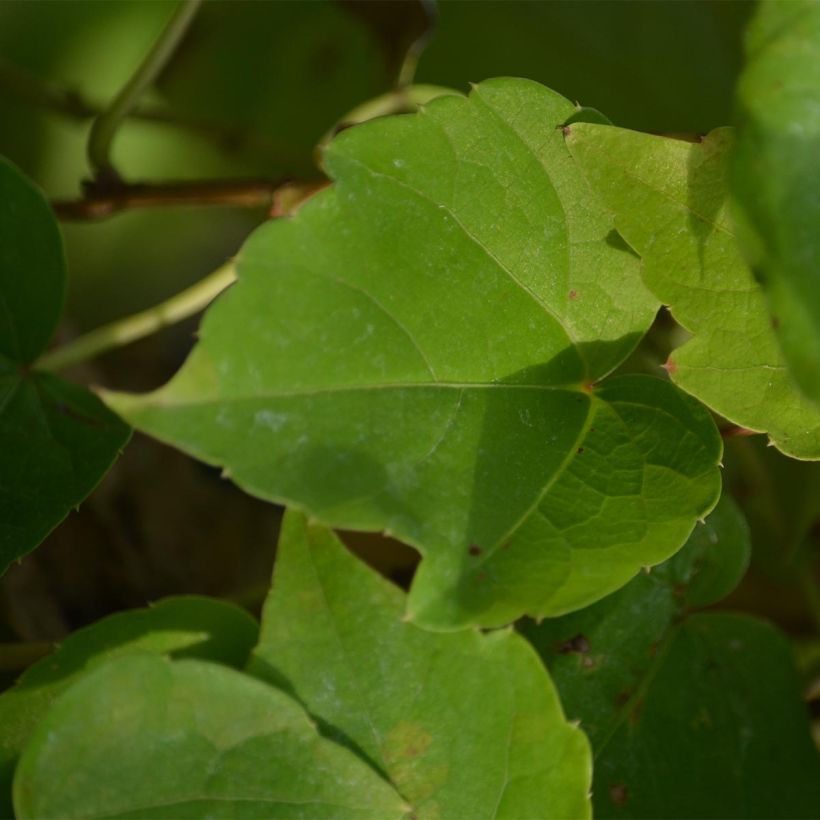 Parthenocissus tricuspidata Fenway Park (Fogliame)