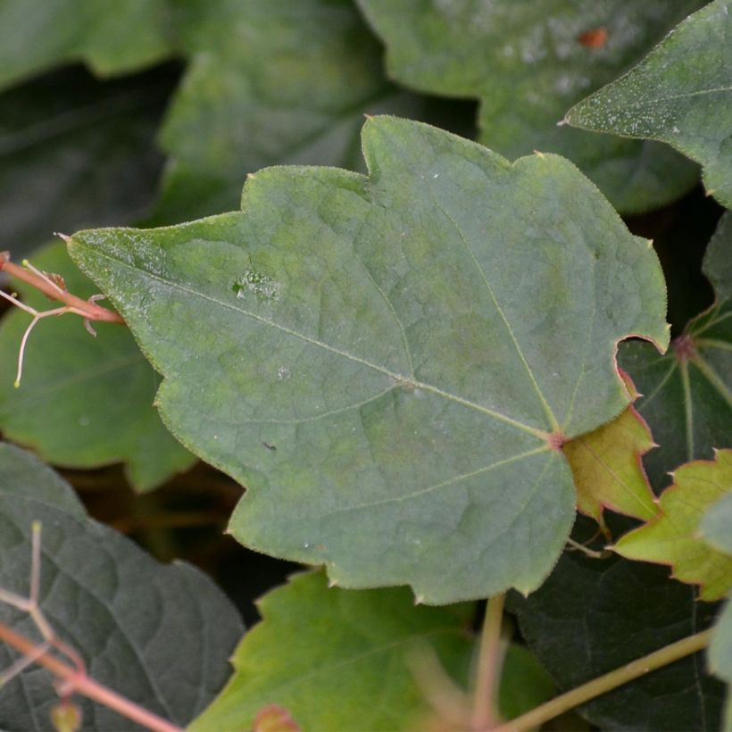 Parthenocissus tricuspidata Veitchii (Fogliame)