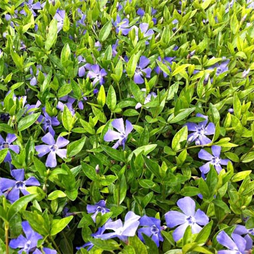 Vinca minor Josefine - Pervinca minore (Fioritura)