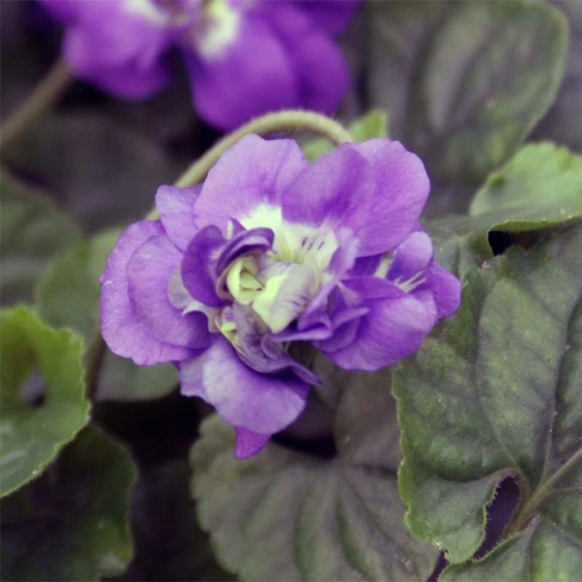 Viola mammola Plena (Fioritura)