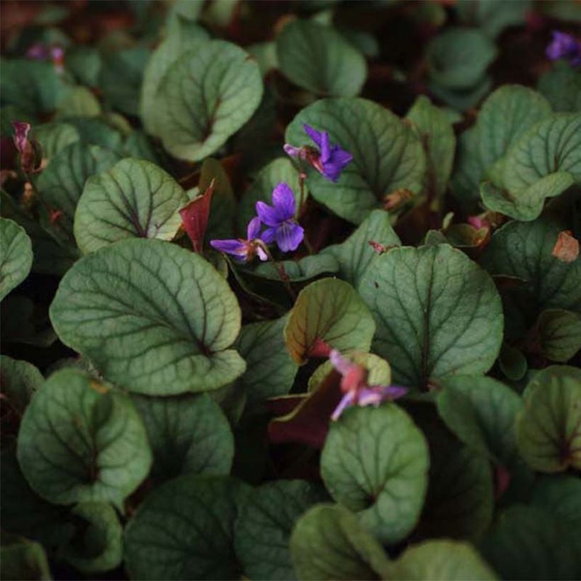 Viola walteri Silver Gem (Fogliame)