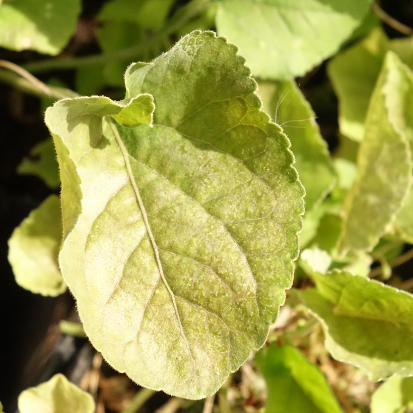 Viola mammola Königin Charlotte (Fogliame)