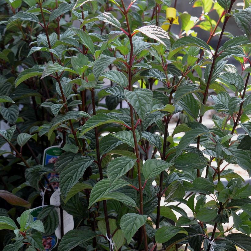 Viburnum bodnantense Dawn (Fogliame)