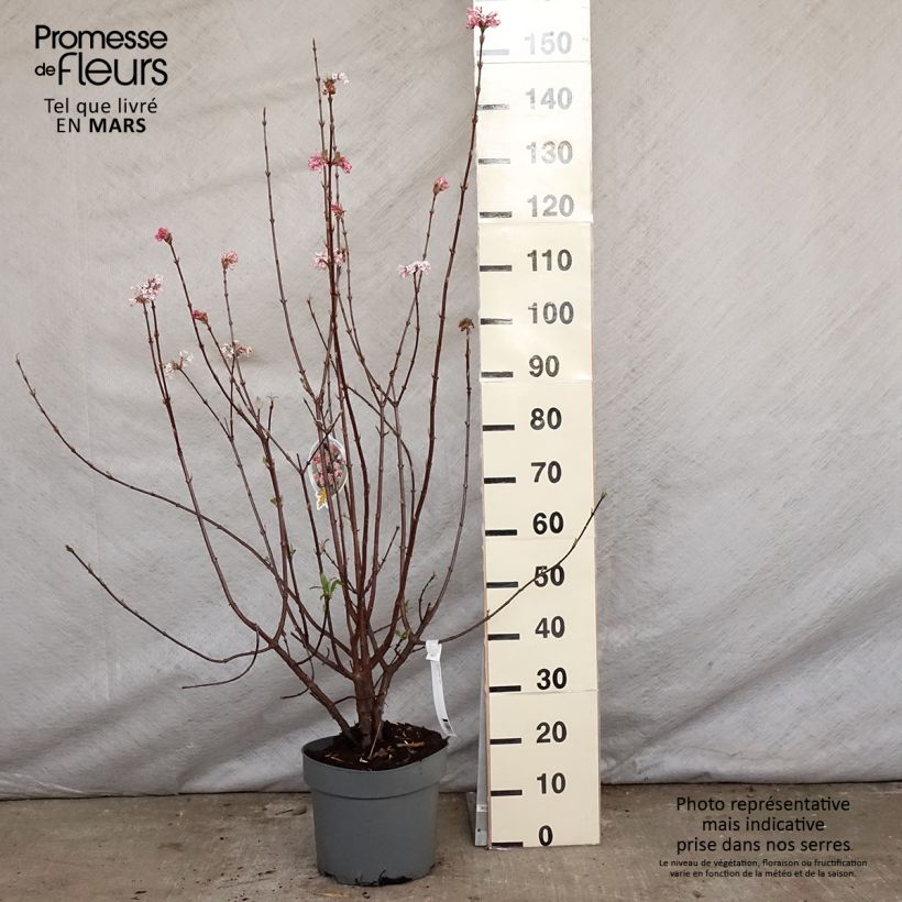 Viorne d'hiver - Viburnum bodnantense Dawn en pot de 7.5L/10L esemplare consegnato in primavera