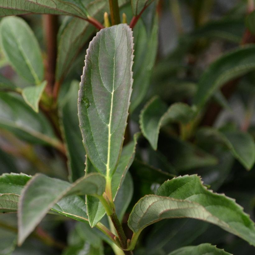 Viburnum hillieri Winton (Fogliame)