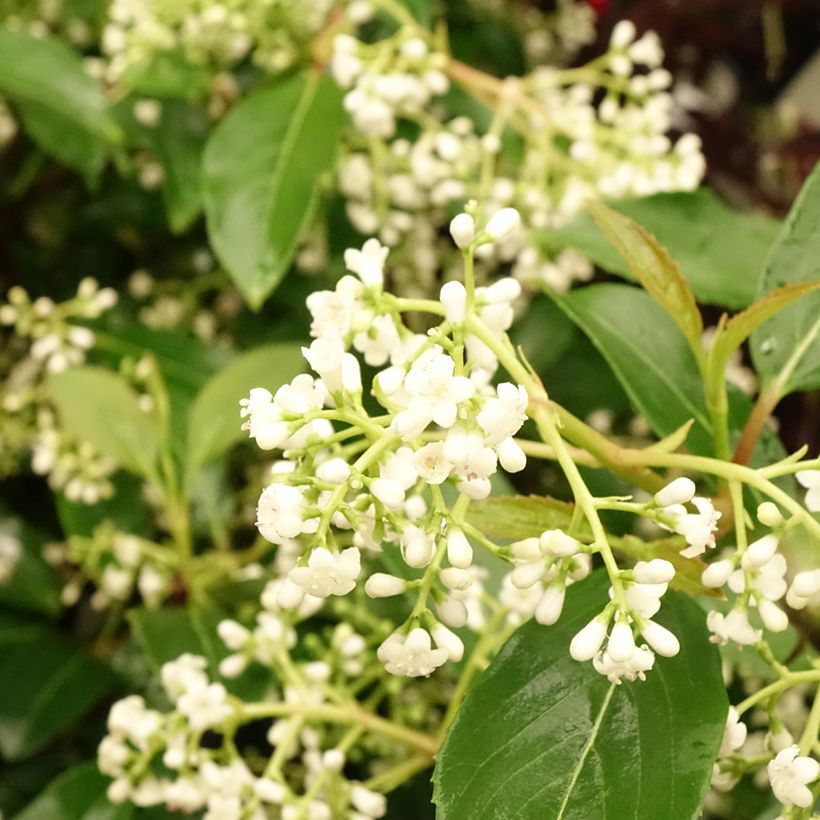 Viburnum hillieri Winton (Fioritura)