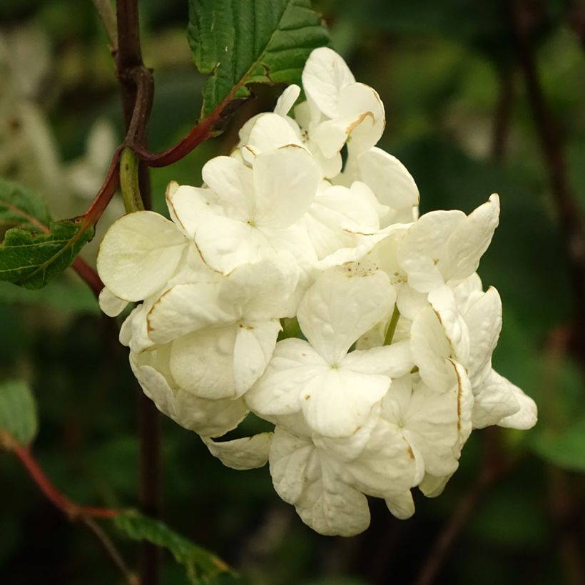 Viburnum plicatum Grandiflorum Noble (Fioritura)