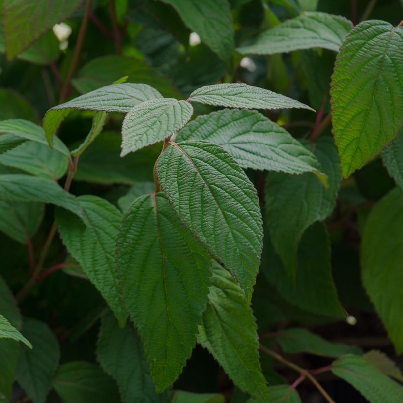 Viburnum plicatum Lanarth (Fogliame)