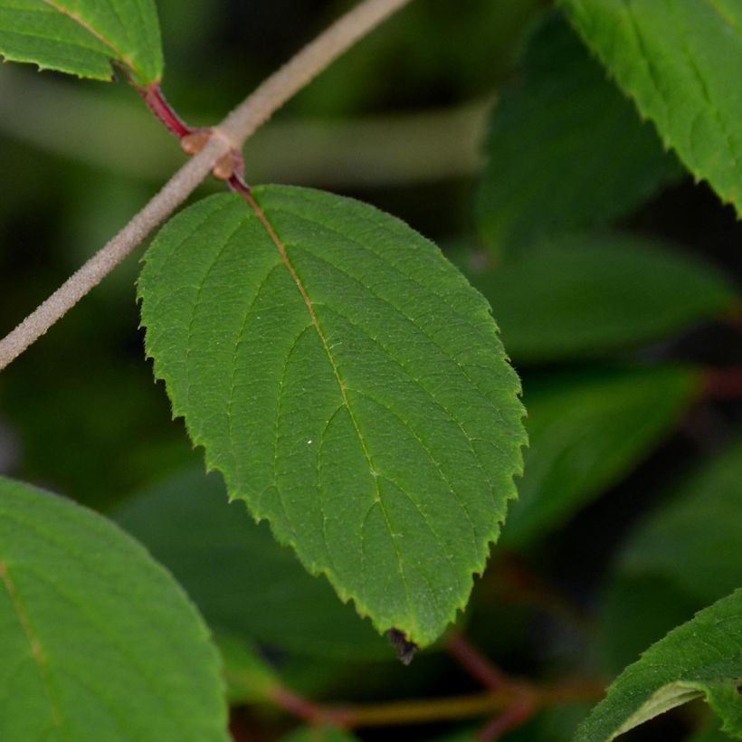 Viburnum plicatum Pink Beauty (Fogliame)