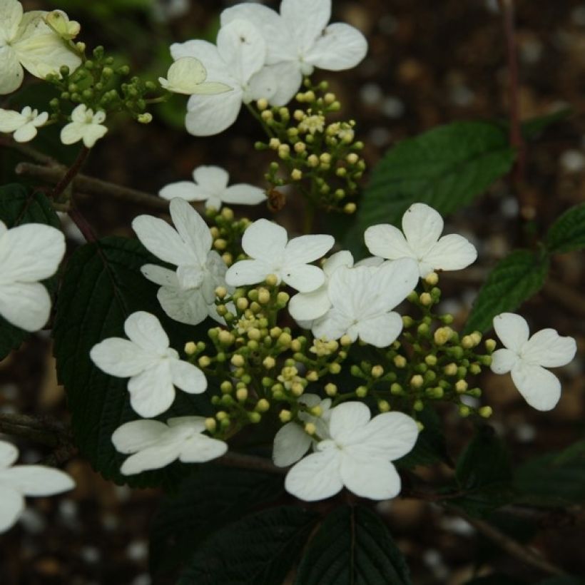 Viburnum plicatum Watanabe (Fioritura)