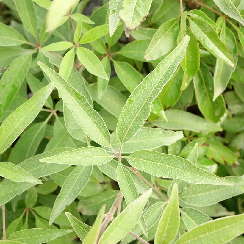 Vitex agnus-castus Blue Didley - Agnocasto (Fogliame)