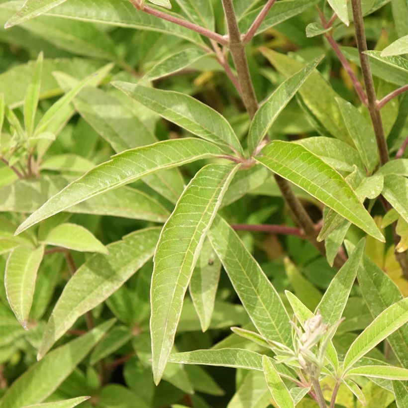 Vitex agnus-castus Galactic Pink - Agnocasto (Fogliame)