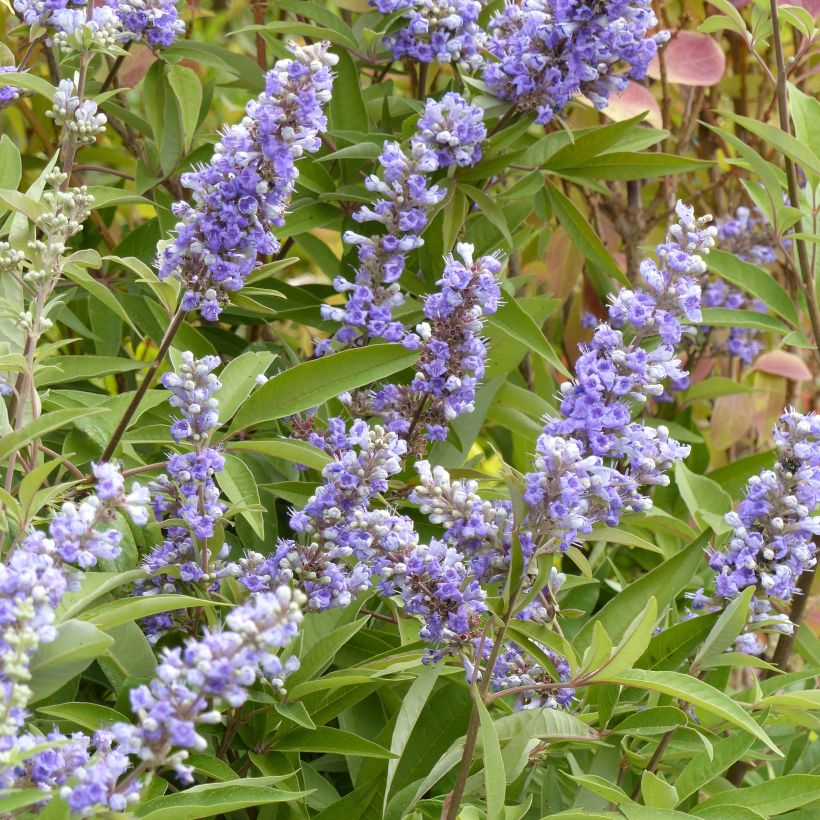 Vitex agnus-castus Latifolia - Agnocasto (Fioritura)