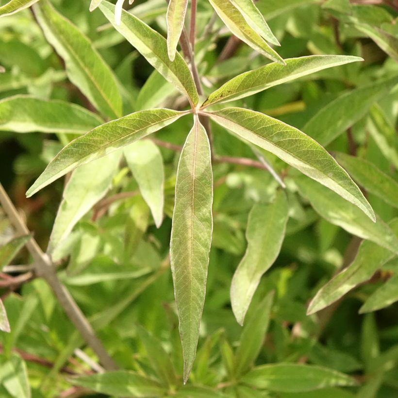 Vitex agnus-castus Pink Pinnacle - Agnocasto (Fogliame)