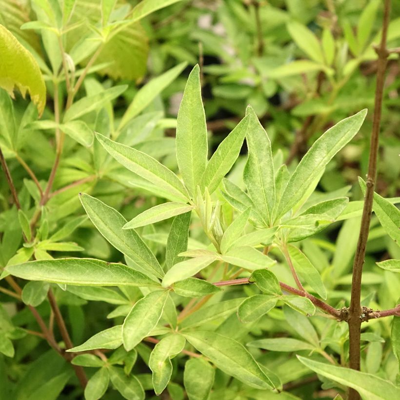 Vitex agnus-castus Santamaria - Agnocasto (Fogliame)