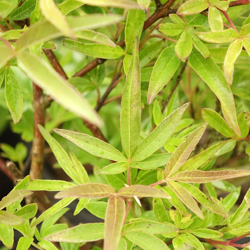 Vitex agnus-castus Chicagoland Blues - Agnocasto (Fogliame)