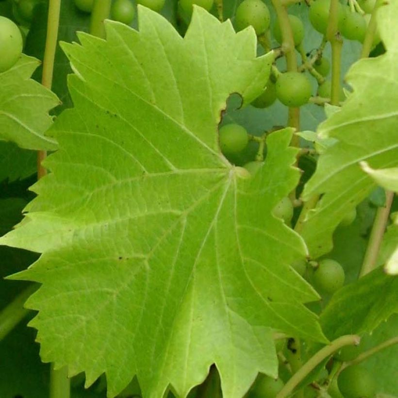 Vitis labrusca x vinifera Fragola Bianca - Vite (Fogliame)