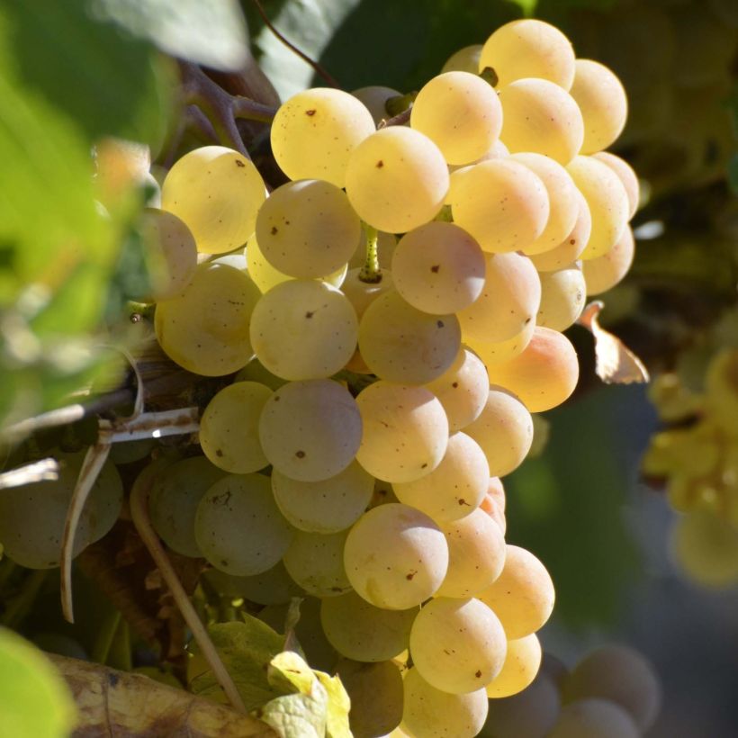 Vitis labrusca x vinifera Fragola Bianca - Vite (Raccolta)