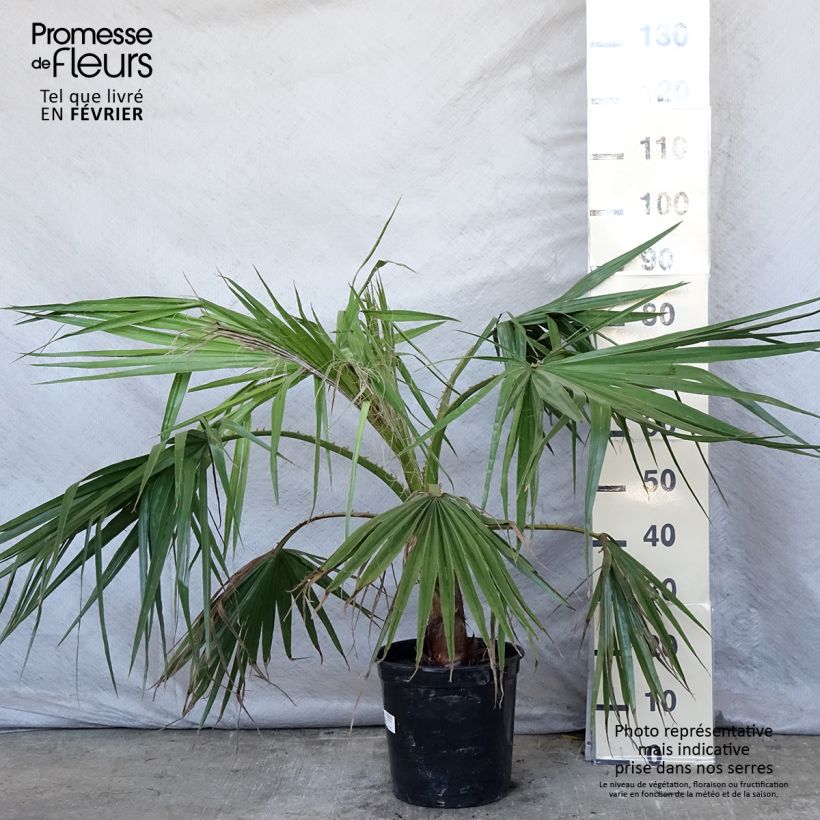 Washingtonia robusta - Palmier du Mexique en pot de 7.5L/10L esemplare consegnato in inverno