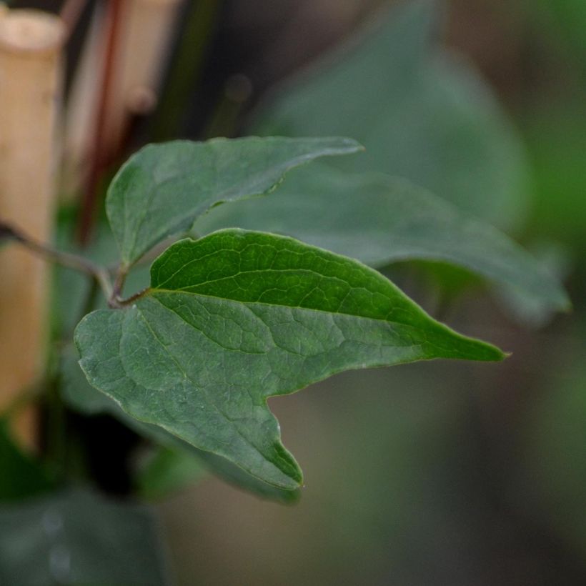 Dregea sinensis - Wattakaka (Fogliame)